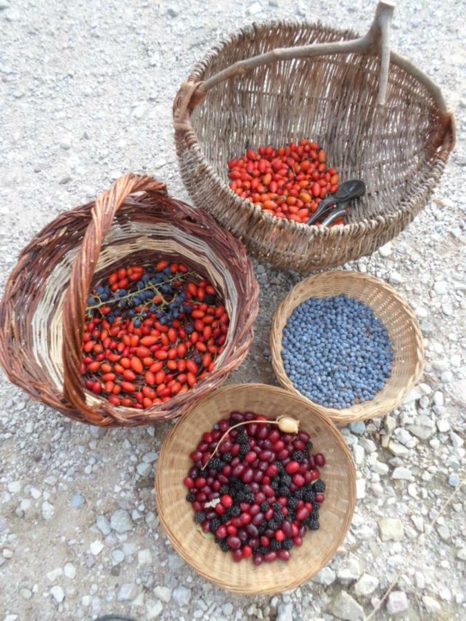 Fattoria Didattica Gli Allori *